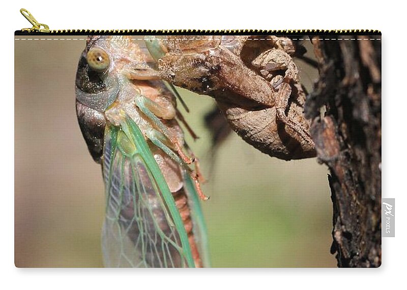 Cicada Zip Pouch featuring the photograph Start of a new life by Doris Potter