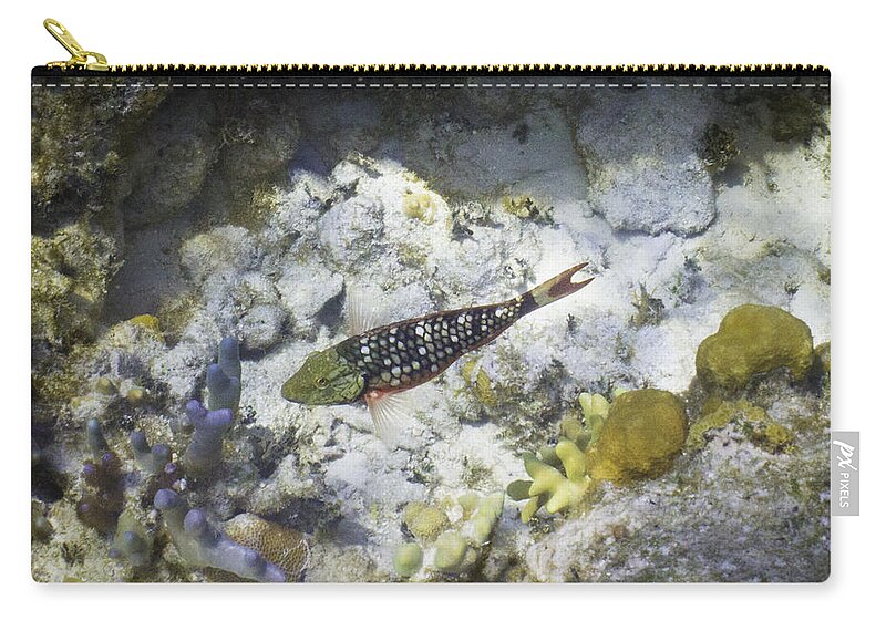 Fish Zip Pouch featuring the photograph Stop Look and Listen by Lynne Browne