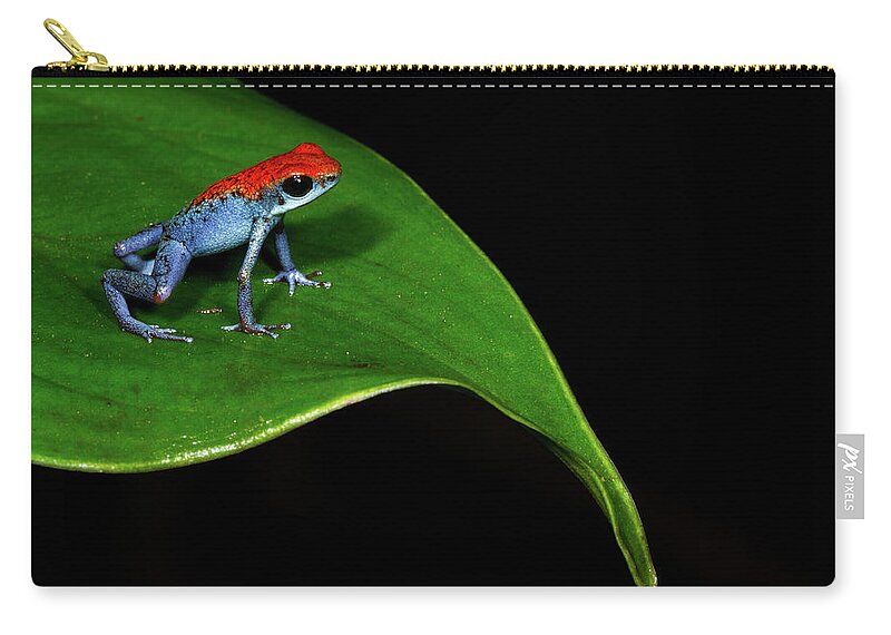 Animal Themes Zip Pouch featuring the photograph Strawberry Poison Frog by J.p. Lawrence Photography