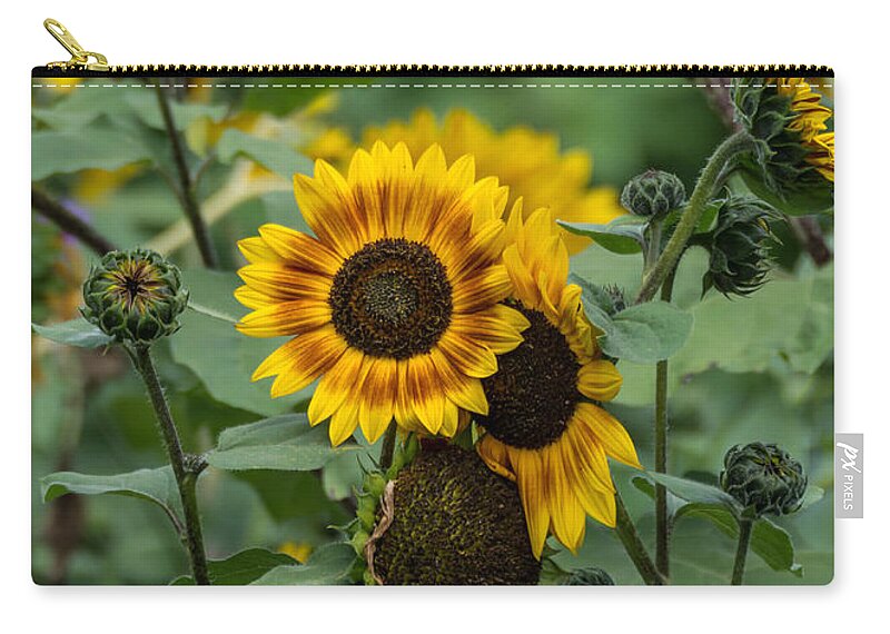 Flowers Zip Pouch featuring the photograph Striped Sunflower by Guy Whiteley