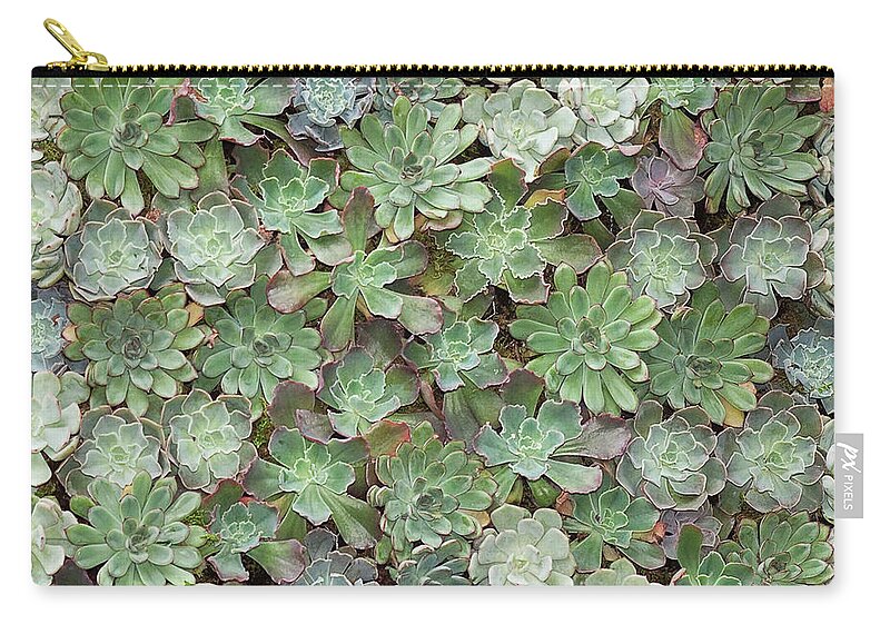 Toronto Zip Pouch featuring the photograph Succulent Wall by Gail Shotlander