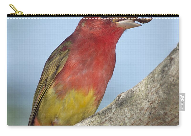 Summer Tanager Zip Pouch featuring the photograph Summer Tanager Eating Wasp by Anthony Mercieca