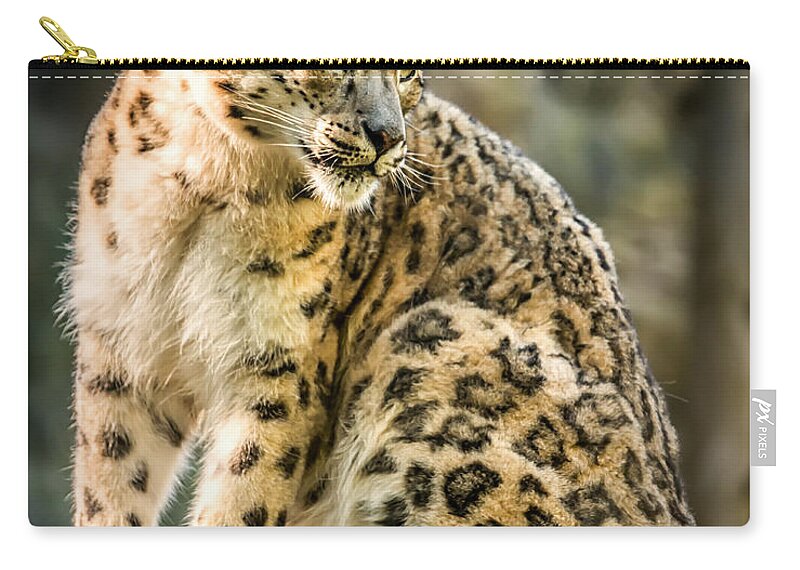 Snow Zip Pouch featuring the photograph Sun Leopard Portrait by Chris Boulton