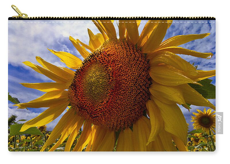 Appalachia Zip Pouch featuring the photograph Sunflower Blue by Debra and Dave Vanderlaan