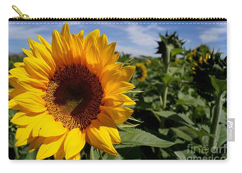 Agriculture Carry-all Pouch featuring the photograph Sunflower Glow by Kerri Mortenson