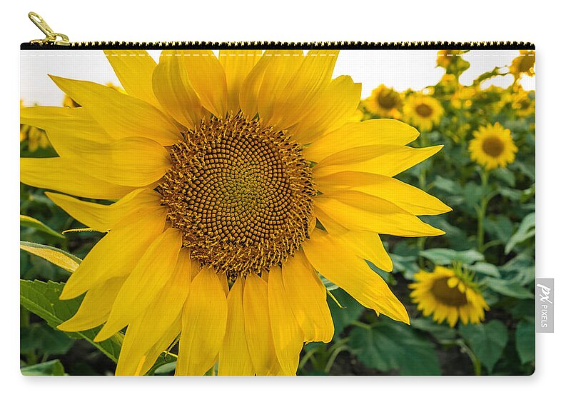 Blooming Zip Pouch featuring the photograph Fibonacci in Full Bloom by Melinda Ledsome