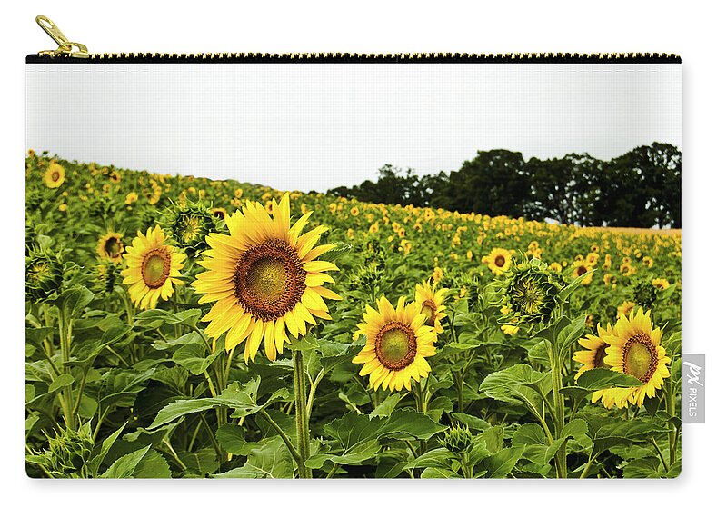 Bloom Carry-all Pouch featuring the photograph Sunflowers on a Hill by Christi Kraft
