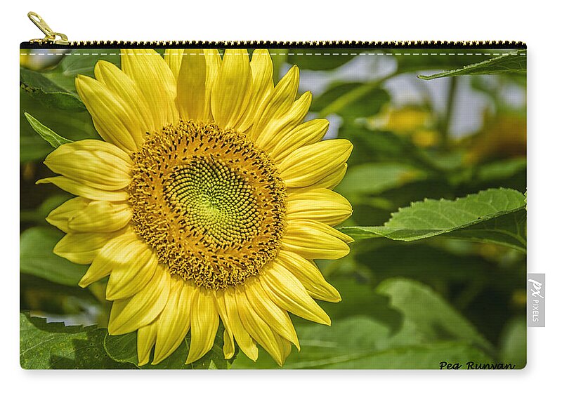 Sunflower Zip Pouch featuring the photograph Sunny Sunflower by Peg Runyan