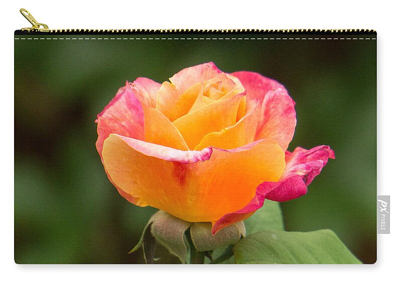 Rose Zip Pouch featuring the photograph Sunset Rose by Weir Here And There