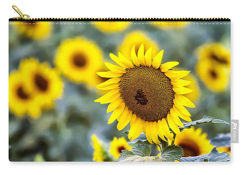 Sunflower Zip Pouch featuring the photograph Sunshine is here by Edward Kreis