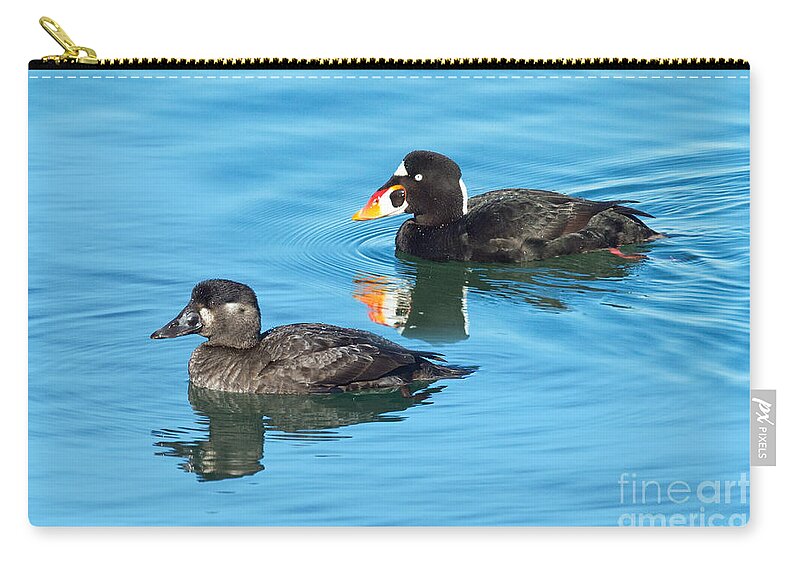 Melanitta Zip Pouch featuring the photograph Surf Scoter Pair by Anthony Mercieca