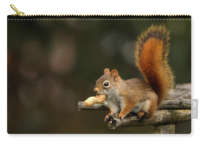 Rodents Zip Pouch featuring the photograph Surprised Red Squirrel With Nut Portrait by Debbie Oppermann