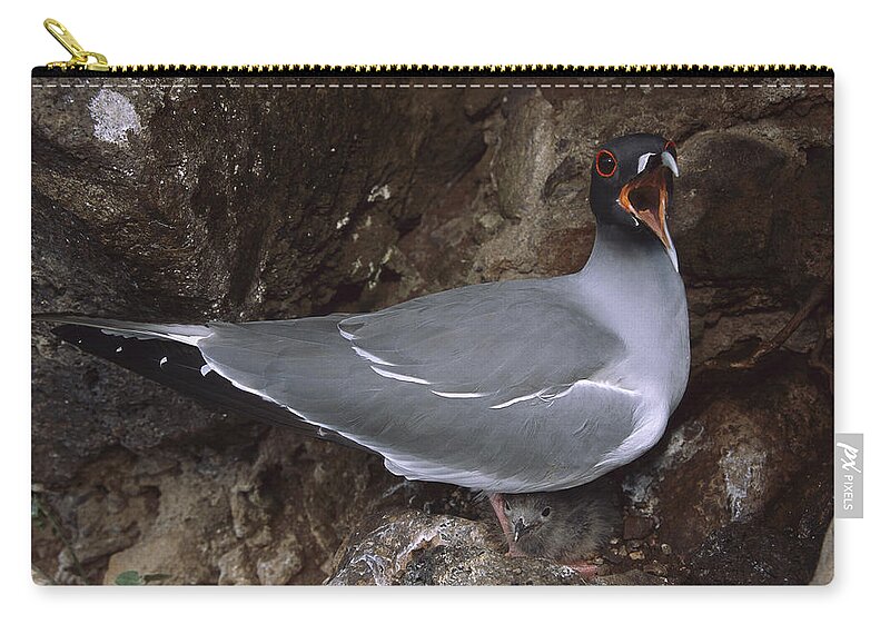 Feb0514 Zip Pouch featuring the photograph Swallow-tailed Gull And Chick Calling by Tui De Roy