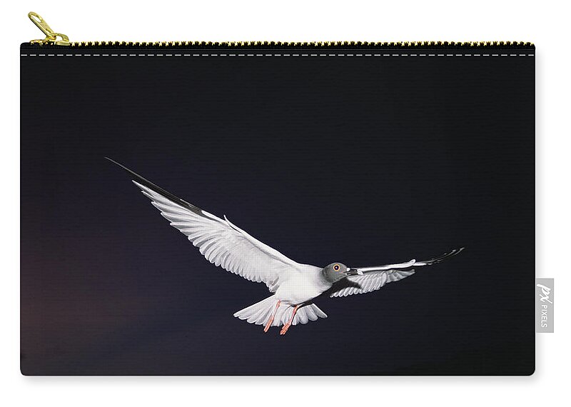 Feb0514 Zip Pouch featuring the photograph Swallow-tailed Gull Departs At Dusk by Tui De Roy