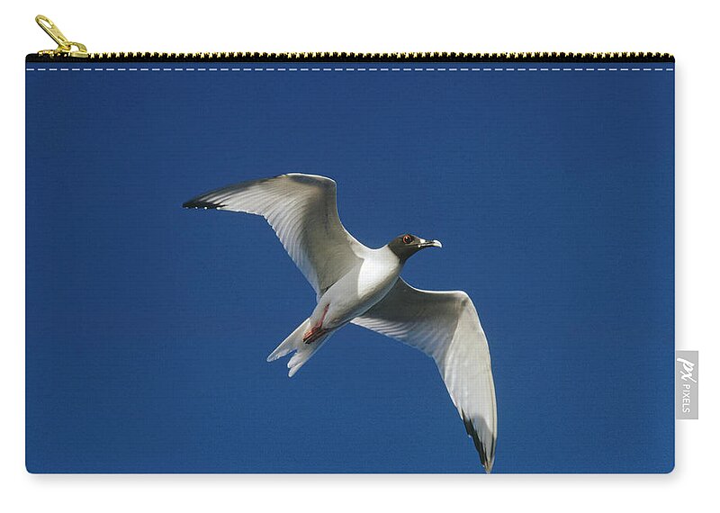 Feb0514 Zip Pouch featuring the photograph Swallow-tailed Gull Flying Galapagos by Tui De Roy
