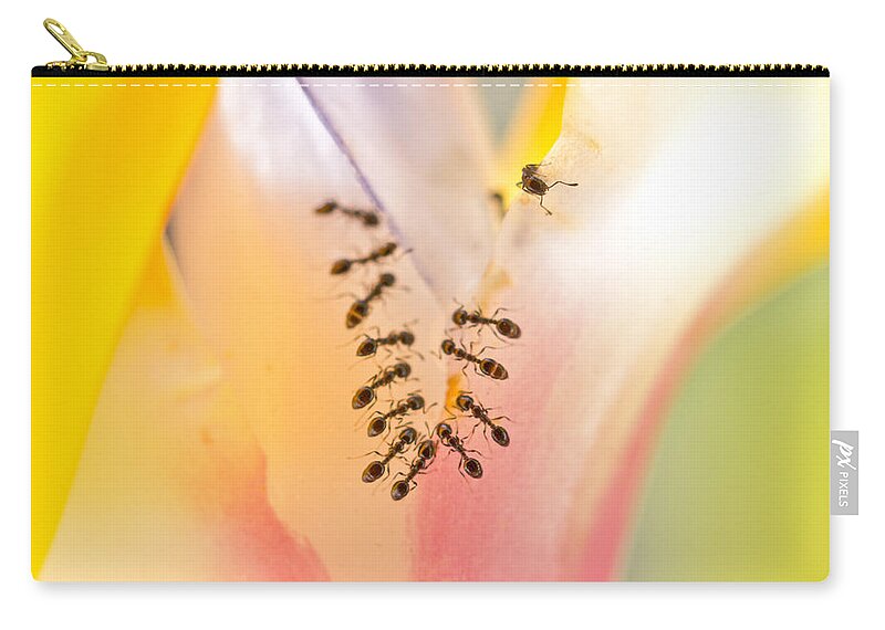 Ants Zip Pouch featuring the photograph Sweetness by Priya Ghose