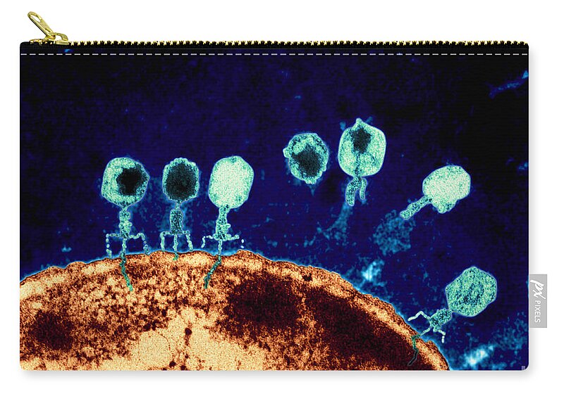 Bacteriophage Carry-all Pouch featuring the photograph T-bacteriophages and e-coli by Eye Of Science