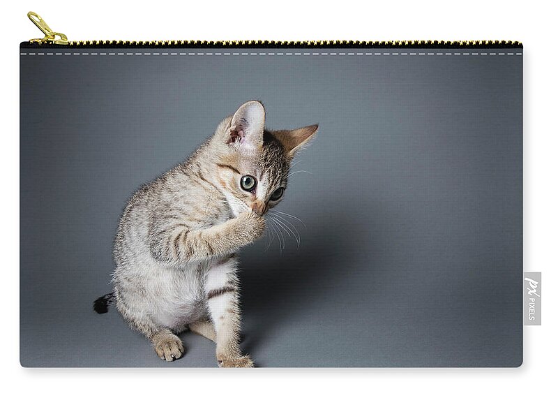Pets Zip Pouch featuring the photograph Tabby Kitten Licking His Paws - The by Amandafoundation.org