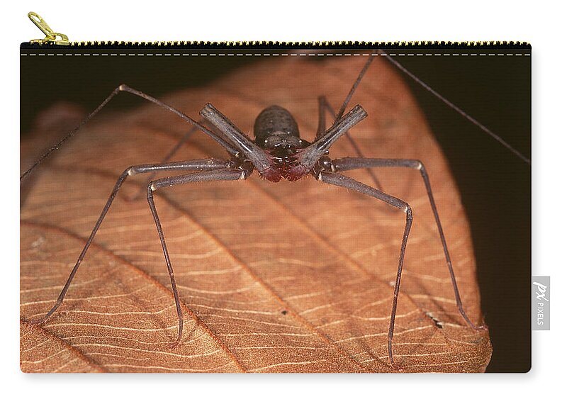 Amblypygi Zip Pouch featuring the photograph Tailless Whipscorpion by Simon D. Pollard