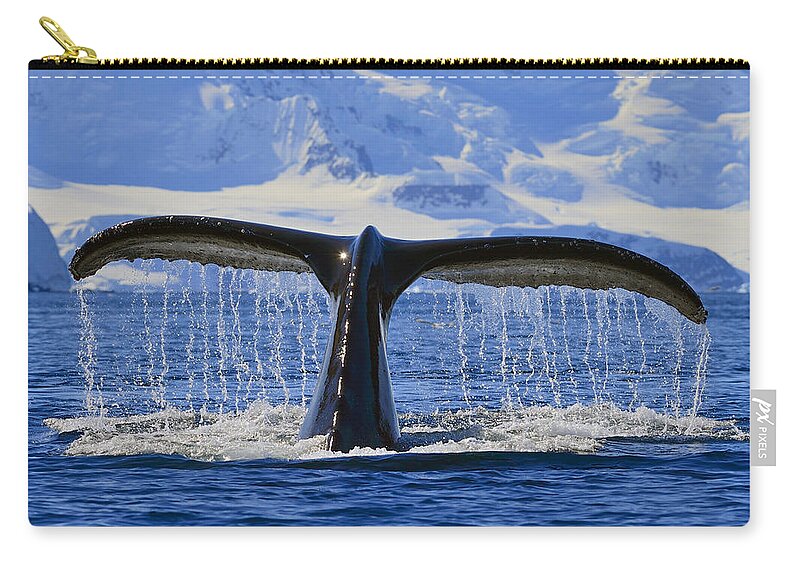 Humpback Whale (megaptera Novaeangliae) Zip Pouch featuring the photograph Tails from Antarctica by Tony Beck