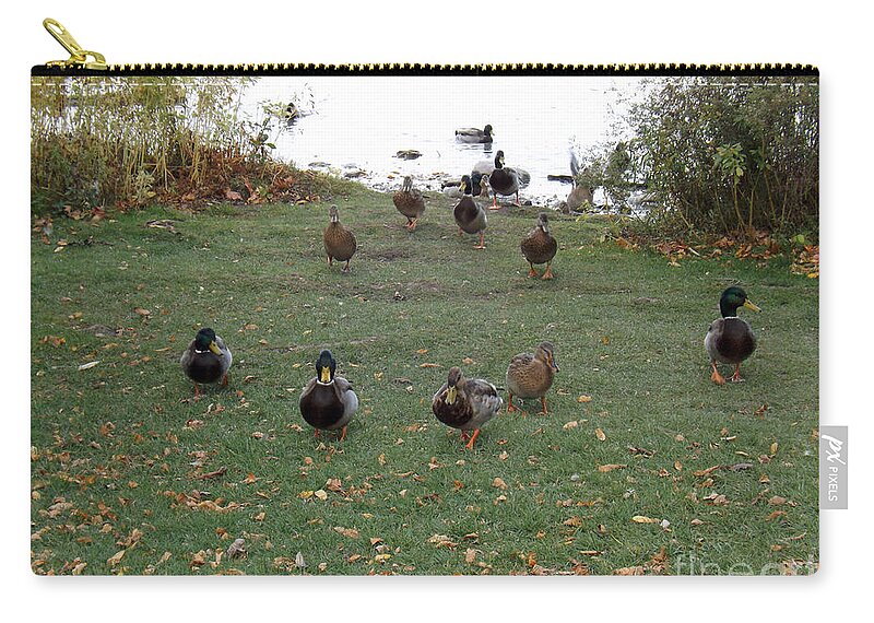 Duck Zip Pouch featuring the photograph Take us to your leader by Brenda Brown