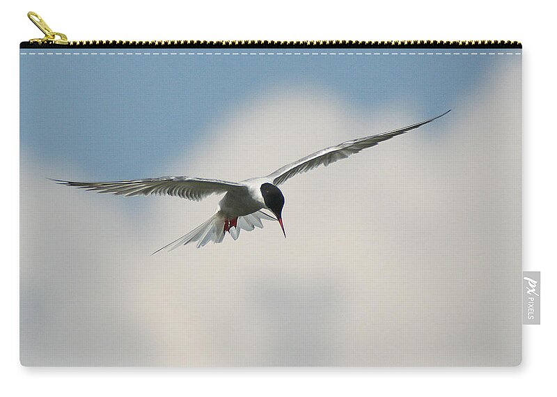 Wildlife Zip Pouch featuring the photograph Tern in Flight by William Selander