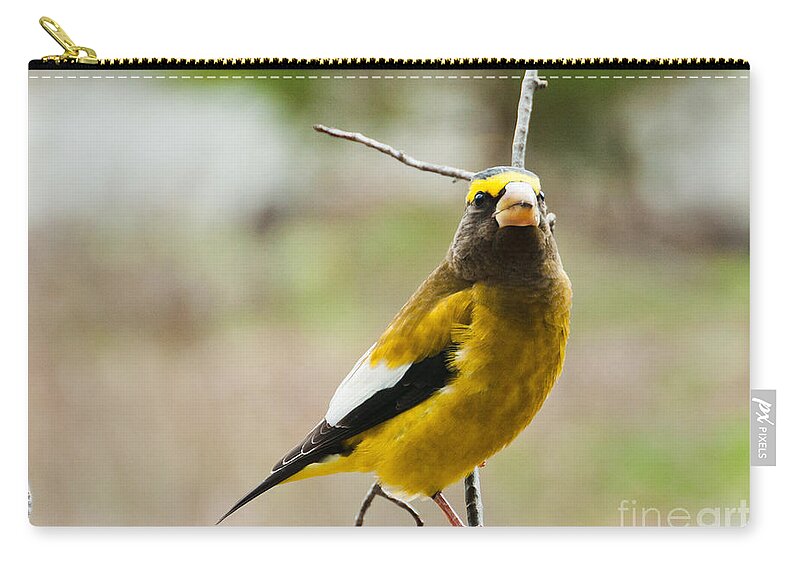 Grosbeak Zip Pouch featuring the photograph That's Mister to you by Cheryl Baxter
