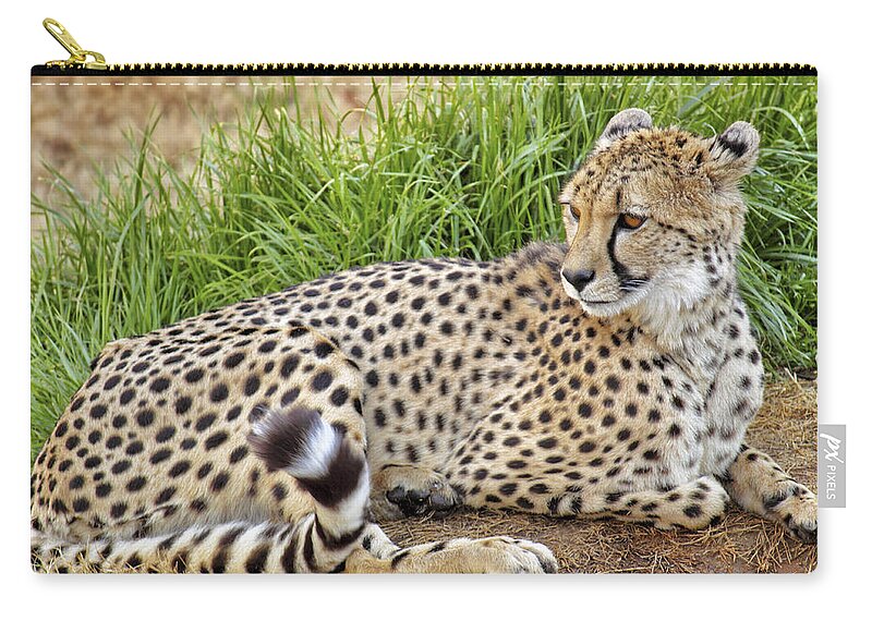Cheetah Zip Pouch featuring the photograph The Beautiful Cheetah by Jason Politte