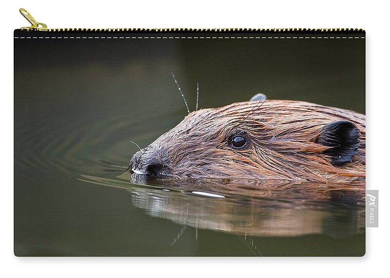 Beaver Zip Pouch featuring the photograph The Beaver by Bill Wakeley