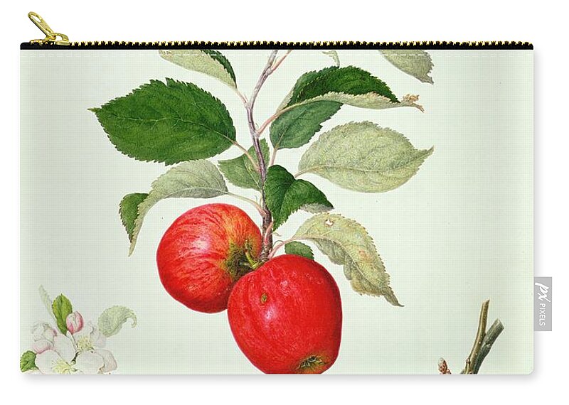 Apples; Apple Blossom; Branch; Leaves; Fruit; Cross-section; Botanical Illustration Zip Pouch featuring the painting The Belle Scarlet Apple by Barbara Cotton