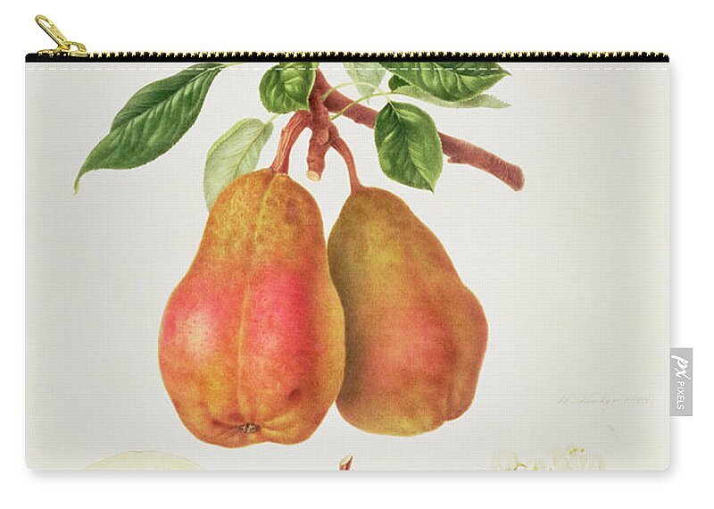 Pears; Fruit; Blossom; Cross-section; Branch; Leaves; Botanical Illustration Zip Pouch featuring the painting The Chaumontelle Pear by William Hooker
