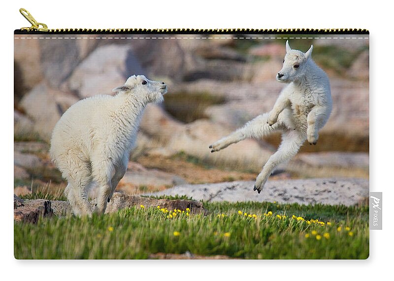 Baby Goat; Mountain Goat Baby; Dance; Dancing; Happy; Joy; Nature; Baby Goat; Mountain Goat Baby; Happy; Joy; Nature; Brothers Carry-all Pouch featuring the photograph The Dance of Joy by Jim Garrison