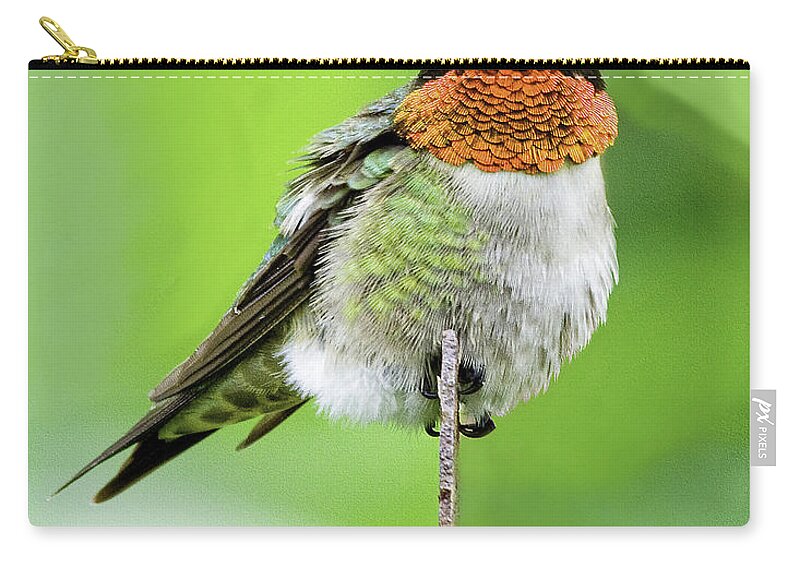 Hummingbird Zip Pouch featuring the photograph The Flash by Jan Killian