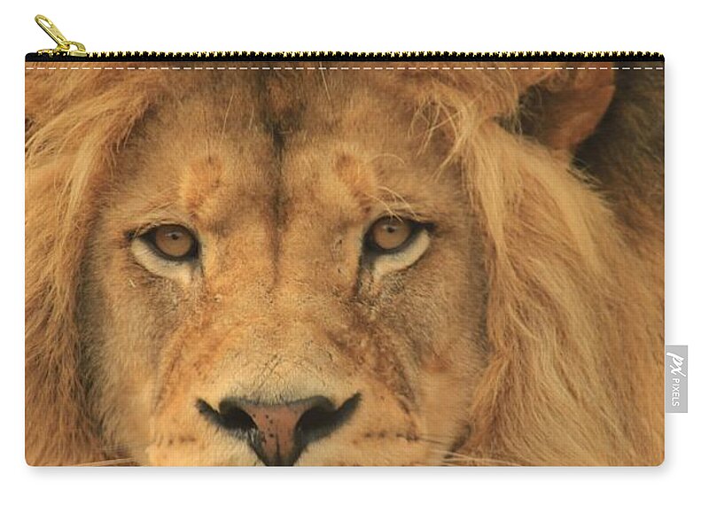 Lion Zip Pouch featuring the photograph The Glory of a King by Laddie Halupa