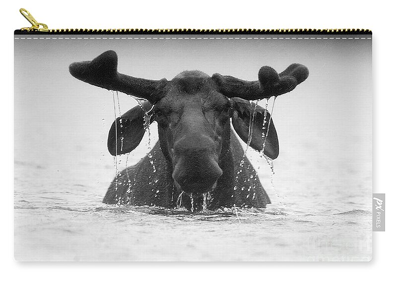 Moose Zip Pouch featuring the photograph The Goofy Moose by Jane Axman