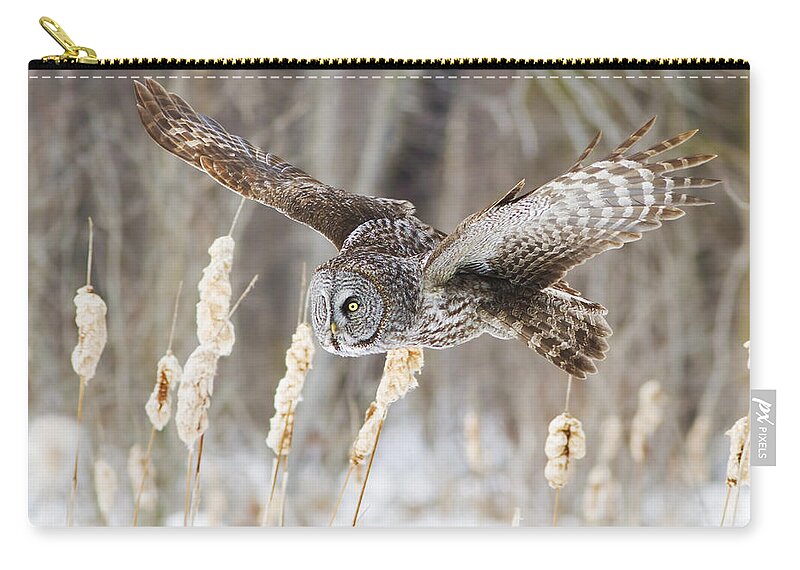 Bird Zip Pouch featuring the photograph The Great Grey Hunter by Mircea Costina Photography