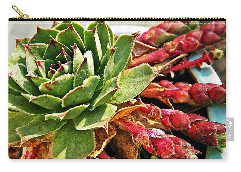 Sempervivum Zip Pouch featuring the photograph The Hen and Her Chicks by Chris Berry