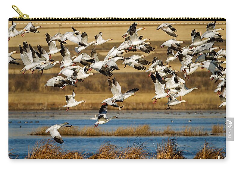 Snow Geese Zip Pouch featuring the photograph The Journey by Jack Bell