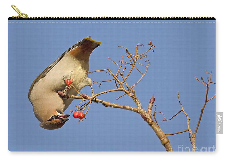 Bird Zip Pouch featuring the photograph The Last Berries are for Me by Liz Leyden