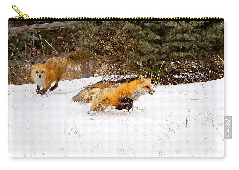 Red Fox Photograph; Red Fox Chase Photograph; Red Fox Chase Canvas Print Zip Pouch featuring the photograph The Race is On by Jim Garrison