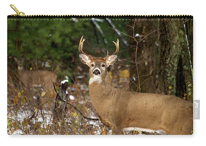 Whitetail Deer Carry-all Pouch featuring the photograph The Rutting Whitetail Buck by Thomas Young
