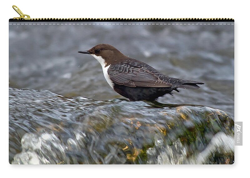 The White-throated Dipper Zip Pouch featuring the photograph The White-throated Dipper by Torbjorn Swenelius