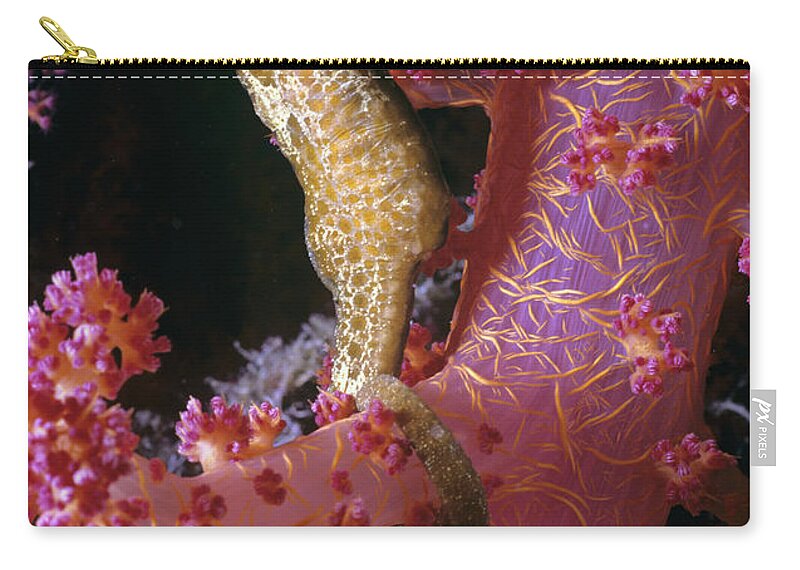 Actinopterygii Zip Pouch featuring the photograph Thorny Sea Horse by Jeff Rotman
