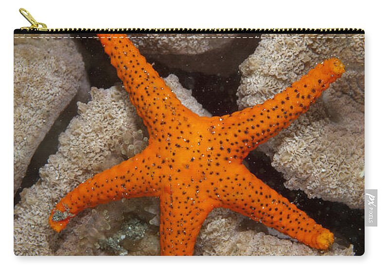 Flpa Zip Pouch featuring the photograph Thousand-pores Starfish On Coral by Colin Marshall