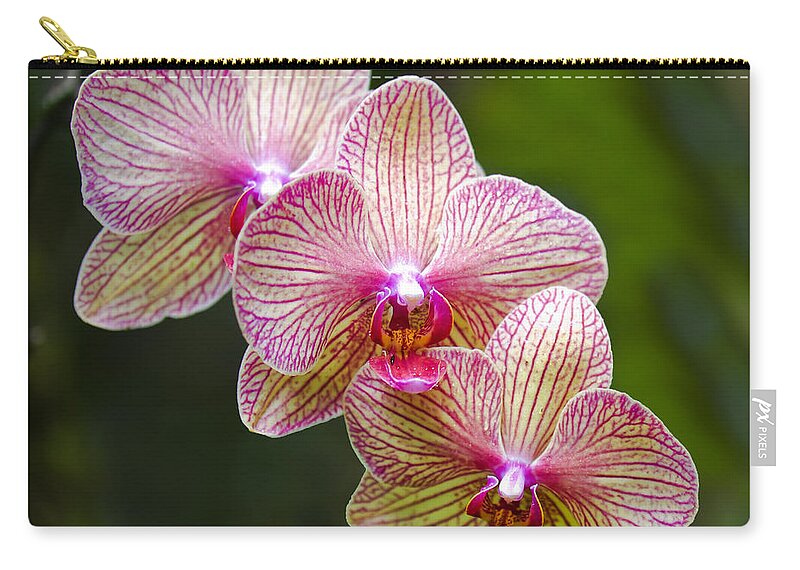 Flower Zip Pouch featuring the photograph Three Amigos by Jean-Pierre Ducondi