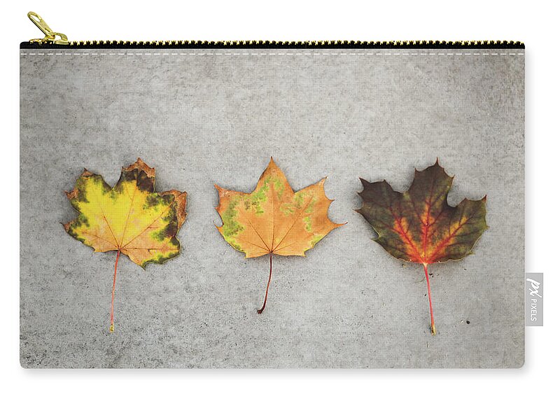 North Rhine Westphalia Zip Pouch featuring the photograph Three Fall Colored Maple Leafs On by Carolin Voelker