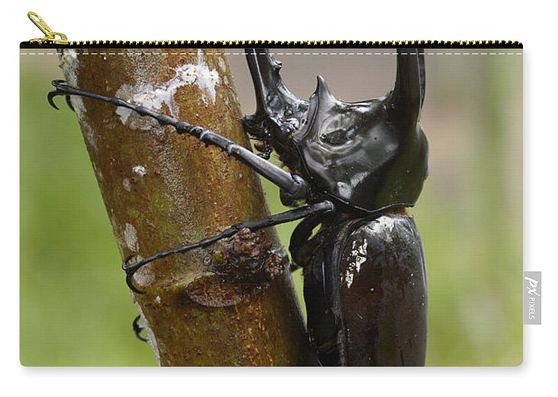 Feb0514 Zip Pouch featuring the photograph Three-horned Rhinoceros Beetle Malaysia by Hiroya Minakuchi