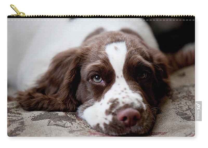 Pets Zip Pouch featuring the photograph Three Month Old English Springer Spaniel by Kathy Collins