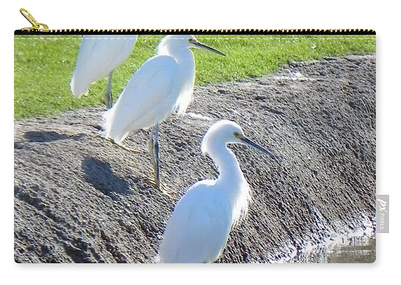 Egret Zip Pouch featuring the photograph Three Stooges by Deb Halloran