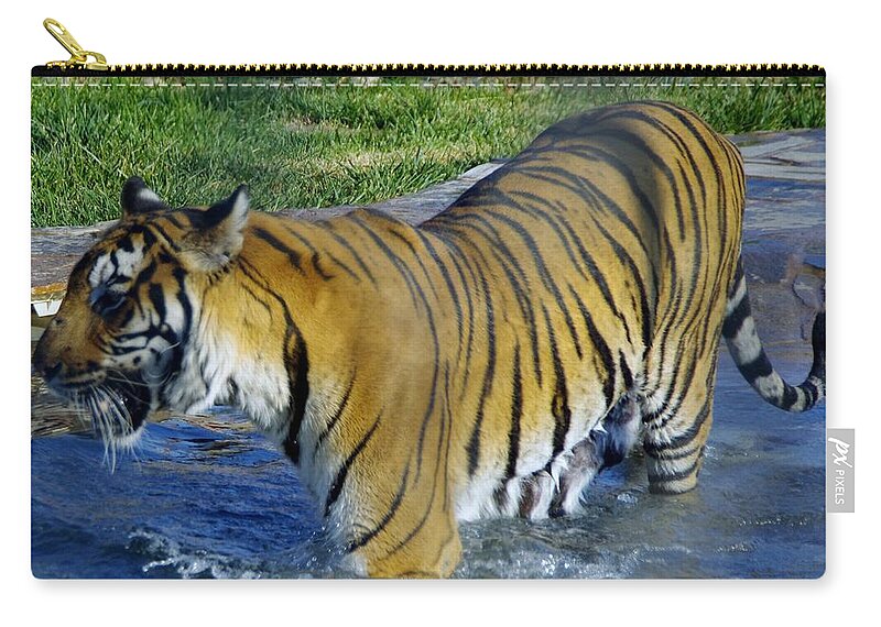 Lions Tigers And Bears Zip Pouch featuring the photograph Tiger 4 by Phyllis Spoor